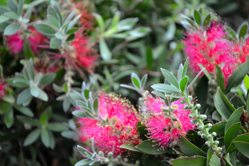 Beautiful fresh flowers. Calliandra haematocephala plant. Albizia. Mimosa. Calliandra eriophylla flower. Summer nature. Garden, park or wild nature plant.