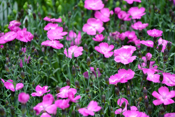Obraz premium Dianthus pental flower. Dianthus caryophyllus plants. Beautiful fresh flowers. Summer nature. Garden, park or wild nature plant.