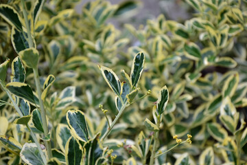Euonymus gray beauty plant. White and green leaves.Fresh foliage. Garden, park or wild nature plant. Beautiful summer nature.