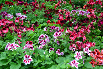 Fototapeta premium Geranium flowers. Pelargonium blossom. Beautiful fresh flowers. Summer nature. Garden, park or wild nature plant.