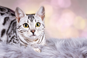 Obraz na płótnie Canvas Edel und imposant Bengalkatzen Katze Kitten Bengalen