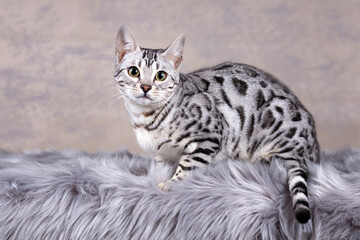 Naklejka premium Edel und imposant Bengalkatzen Katze Kitten Bengalen