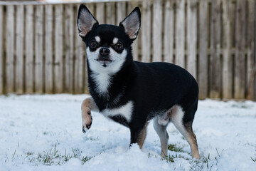 Short-haired Black Color Chihuahua Standing In The Snow
