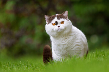 Imposanter BKH Kater im Sommer auf einer Wiese im Garten 