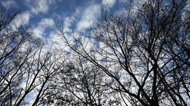 Stunning view of a mackerel sky with the silhouette of some trees in the foreground. A mackerel sky is a common term for clouds made up of rows of cirrocumulus or altocumulus clouds.