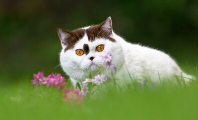Imposanter BKH Kater im Sommer auf einer Wiese im Garten 
