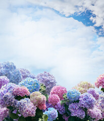 Greeting card with pink, blue, lilac, violet, purple Hydrangea flower (Hydrangea macrophylla) in a blue background with the sky. Hortensia isolated with clipping path