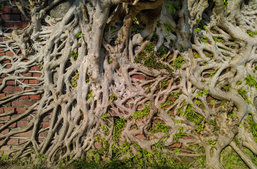 Ancient brick wall with old tree roots and new buds