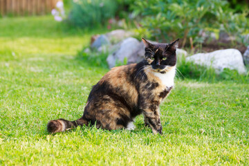 Naklejka na ściany i meble Purebred beautiful small multi-colored cat sitting in the garden on green grass on a sunny warm day