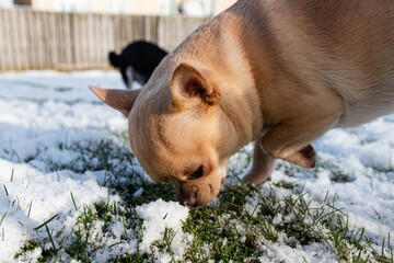 Short-haired Cream Color Chihuahua In The Snow