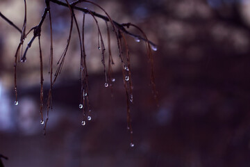 water drops on a branch in cold season - close up, rainy weather