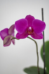 Fototapeta na wymiar Knabenkräuter - Orchidenn auf weiss
