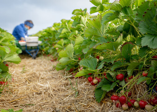 Erdbeerenernte durch Erntehelfer auf einem Erdbeerfeld - landwirtschaftliches Symbolfoto.