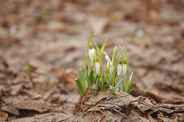 Snowdrop (galanthus nivalis) growing through old foliage 