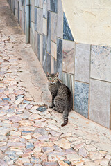 Portrait einer Hauskatze