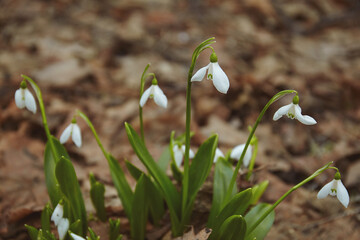 Snowdrop (galanthus nivalis) growing through old foliage 