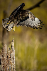red tailed hawk