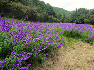 purple salvia blooming at wuling farm, taiwan
