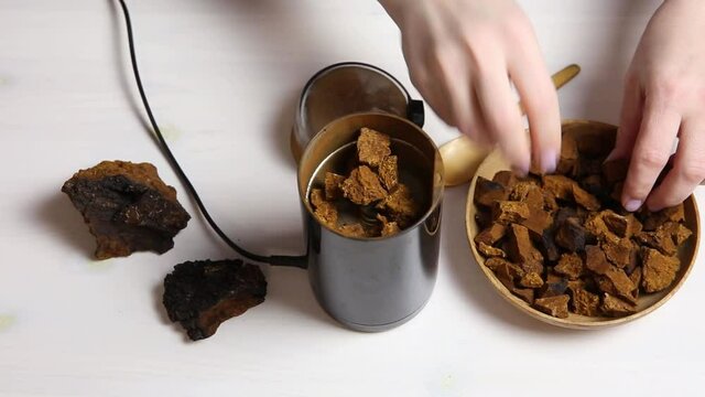 Person Making Chaga (Inonotus Obliquus) Powder At Home With Coffe Grinder.