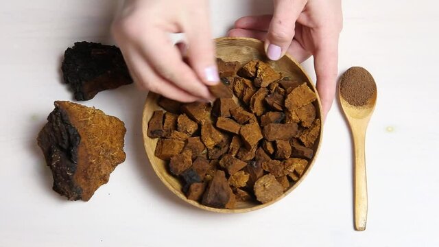 Person showing pieces of Chaga mushroom (Inonotus obliquus) in home indoors, white background.