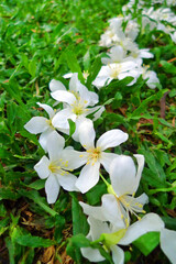 blossoming tung oil flowers, the Hakka tung blossom in Miaoli Taiwan