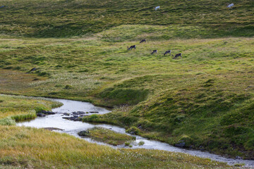 Fototapeta na wymiar Reindeers are grazed on river bank in the tundra, Finnmark, Northern Norway