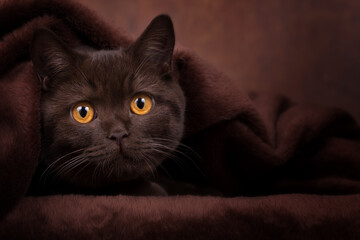 Britisch Kurzhaar Katze mit leuchtend gelben Augen - chocolate Nahaufnahme sehr edel