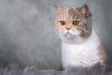 Rassekatze Kater Kitten Katze imposant und edel - Luxus BKH