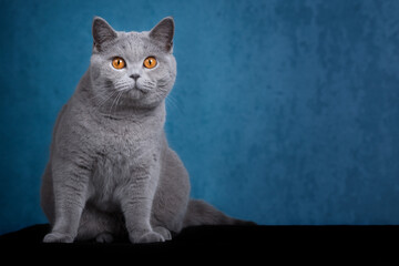 Rassekatze Kater Kitten Katze imposant und edel - Luxus BKH
