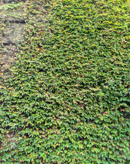 Climbing plant, green leaves cover the cement wall