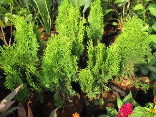 scenic view of plants for multipurpose use