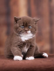 Edel - Katzenbaby - extrem niedlich beim kuscheln