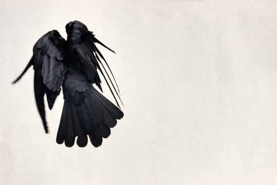 startled crow took flight