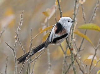 The long-tailed tit or long-tailed bushtit (Aegithalos caudatus).