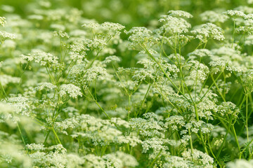 Anise flower field. Food and drinks ingredient. Fresh medicinal plant. Seasonal background. Blooming anise field background on summer sunny day.