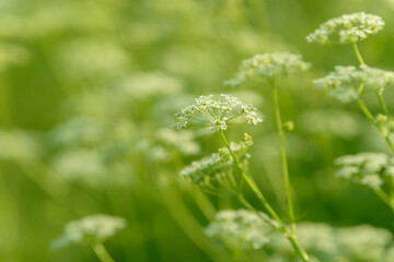 Anise flower field. Food and drinks ingredient. Fresh medicinal plant. Seasonal background. Blooming anise field background on summer sunny day.