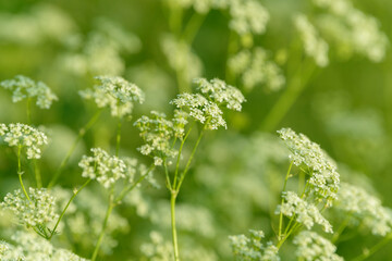 Anise flower field. Food and drinks ingredient. Fresh medicinal plant. Seasonal background. Blooming anise field background on summer sunny day.