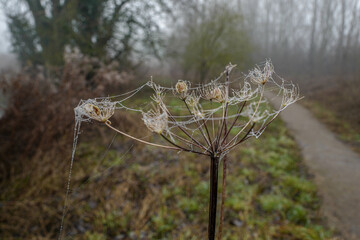 Ice form on spider's web on a thistle in winter on a foggy day 