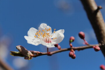 cherry blossom on a branch