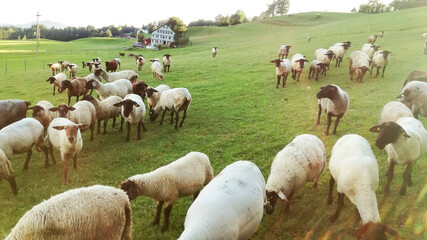 Obraz premium Suffolk Schafe