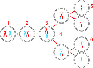 Vector Illustration of Meiosis Part Replacement, Crossing-over an Experiment of Biology