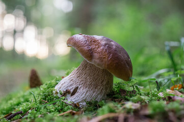 Big boletus mushroom on moss in autumn forest