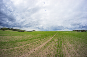 Obraz premium Young shoots field under densy clouds