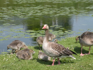 Ducks in a park of Copenhagen