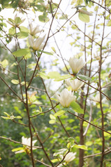 Magnolia flowers on a bush