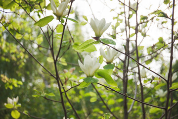 Magnolia flowers on a bush