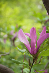 Magnolia flower on a bush