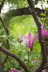 Magnolia flower on a bush