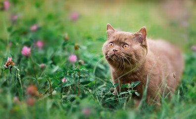 Naklejka na ściany i meble Britisch Kurzhaar Kitten Katze extrem niedlich und hübsch