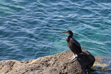 Sea cormorant on the southern coast of Spain